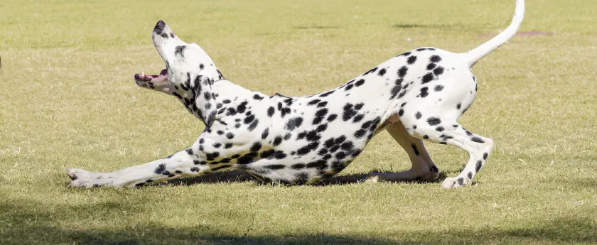 /img/bigstock-Dalmatian-Dog-74243494.jpg banner