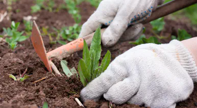 Weeding Your Workforce banner