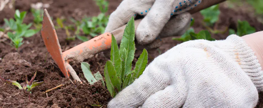 /img/bigstock-Weeding-In-The-Vegetable-Garde-93090044.jpg banner